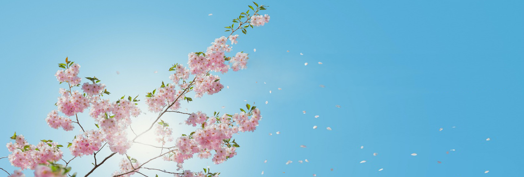 Capa-Site-editada